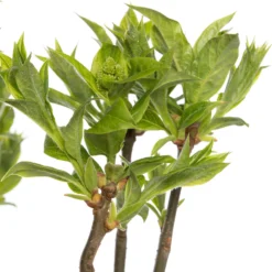 Sering (Syringa Villosae 'Agnes Smith') D 23 H 30 Cm 3 Sering (Syringa Villosae 'Agnes Smith') D 23 H 30 Cm -Aanbiedingen Buiten Joy Winkel 8717263438663 2