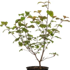 Japanse Sneeuwbal (Viburnum Plicatum 'Grandiflorum') D 21 H 40 Cm