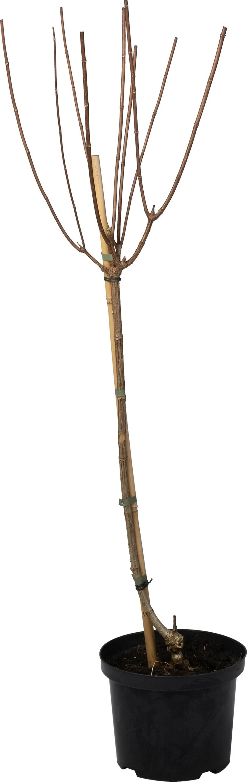 Pluimhortensia (Hydrangea Paniculata 'Candlelight') D 23 H 60 Cm 1 Pluimhortensia (Hydrangea Paniculata 'Candlelight') D 23 H 60 Cm