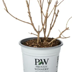 Pluimhortensia (Hydrangea Paniculata 'Little Lime') D 23 H 30 Cm