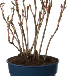 Boompioen (Paeonia Suffruticosa) D 32 H 40 Cm