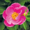 Pioenroos (Paeonia 'Dancing Butterfly') D 23 H 60 Cm