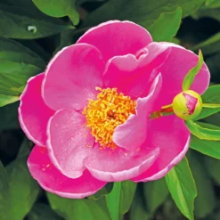 Pioenroos (Paeonia 'Dancing Butterfly') D 23 H 60 Cm