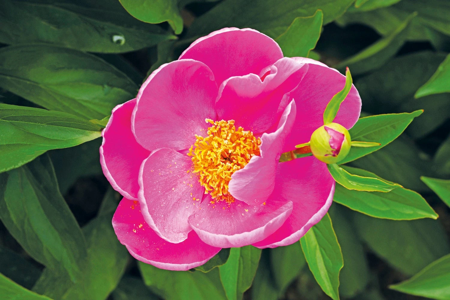 Pioenroos (Paeonia 'Dancing Butterfly') D 23 H 60 Cm 1 Pioenroos (Paeonia 'Dancing Butterfly') D 23 H 60 Cm