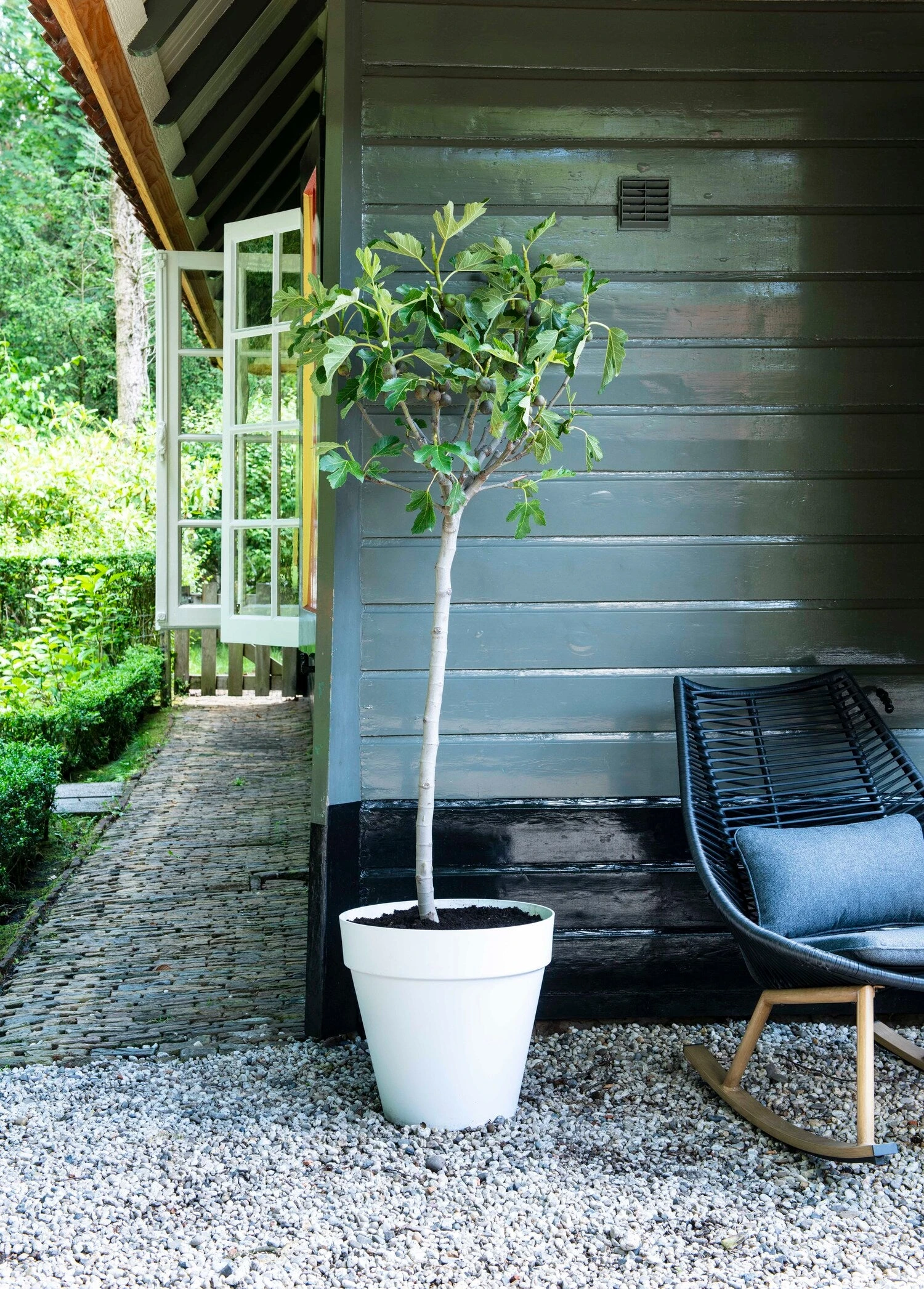 Vijg (Ficus Carica) D 28 H 130 Cm 1 Vijg (Ficus Carica) D 28 H 130 Cm