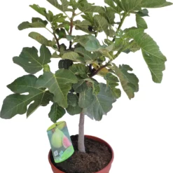 Vijg (Ficus Carica) D 25 H 70 Cm