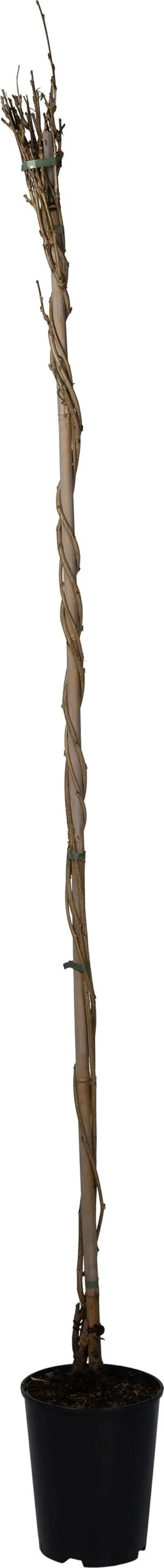 Blauwe Regen (Wisteria Floribunda 'Lawrence') D 23 H 210 Cm 1 Blauwe Regen (Wisteria Floribunda 'Lawrence') D 23 H 210 Cm