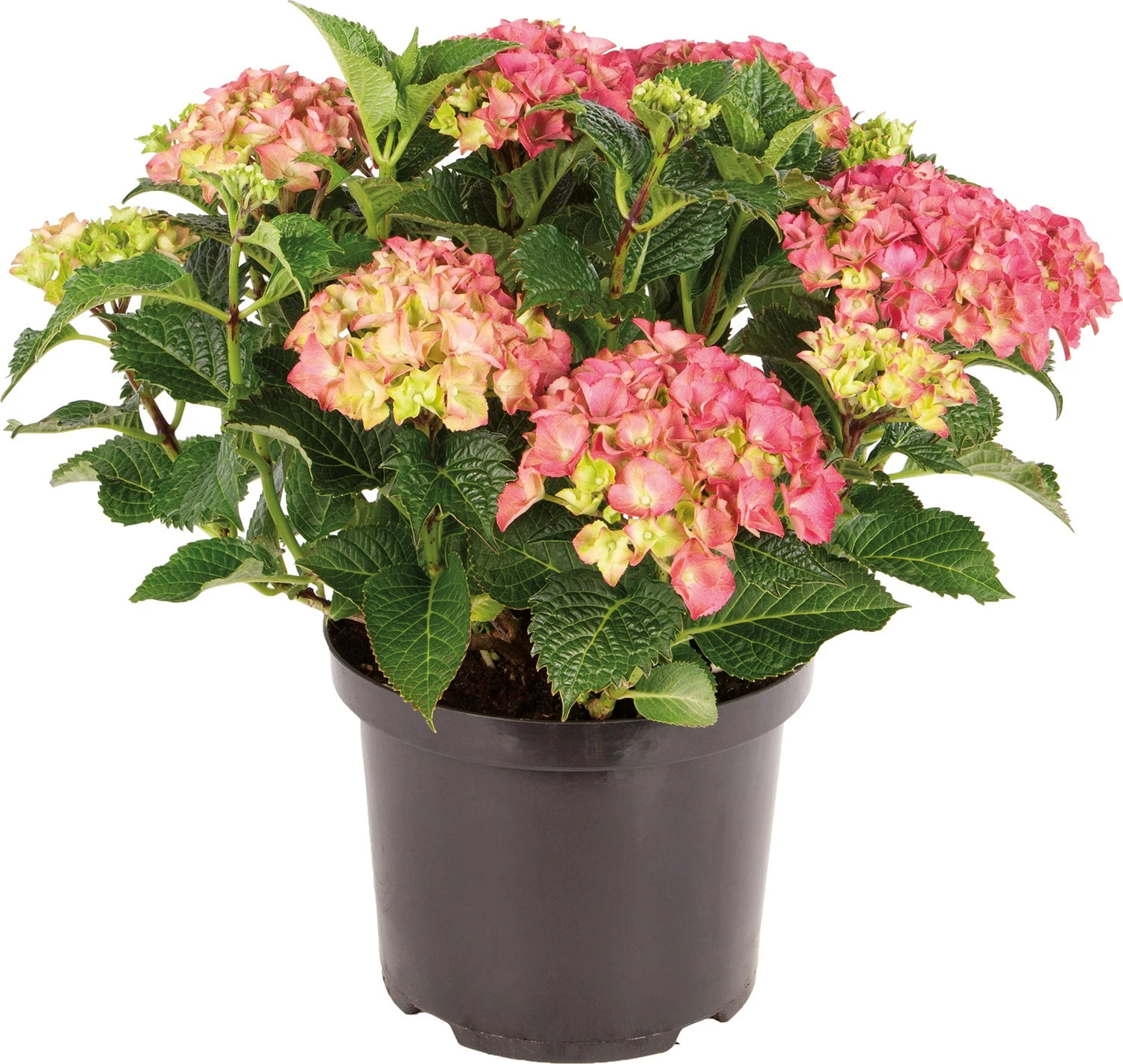 Hortensia (Hydrangea Macrophylla) Rood D 30 H 60 Cm 1 Hortensia (Hydrangea Macrophylla) Rood D 30 H 60 Cm