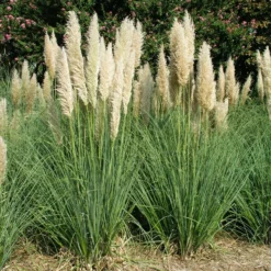Pampasgras (Cortaderia Selloana 'Pumila') D 26 H 90 Cm