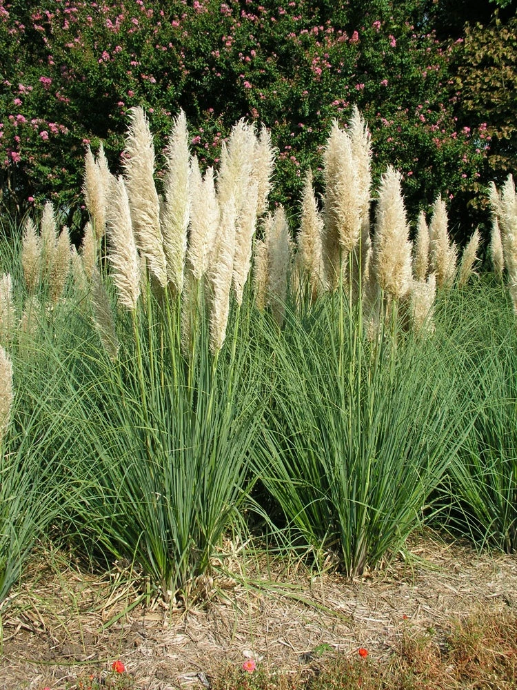 Pampasgras (Cortaderia Selloana 'Pumila') D 26 H 90 Cm 1 Pampasgras (Cortaderia Selloana 'Pumila') D 26 H 90 Cm