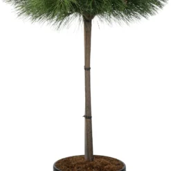 Zwarte Den (Pinus Nigra 'Brepo') D 32 H 140 Cm