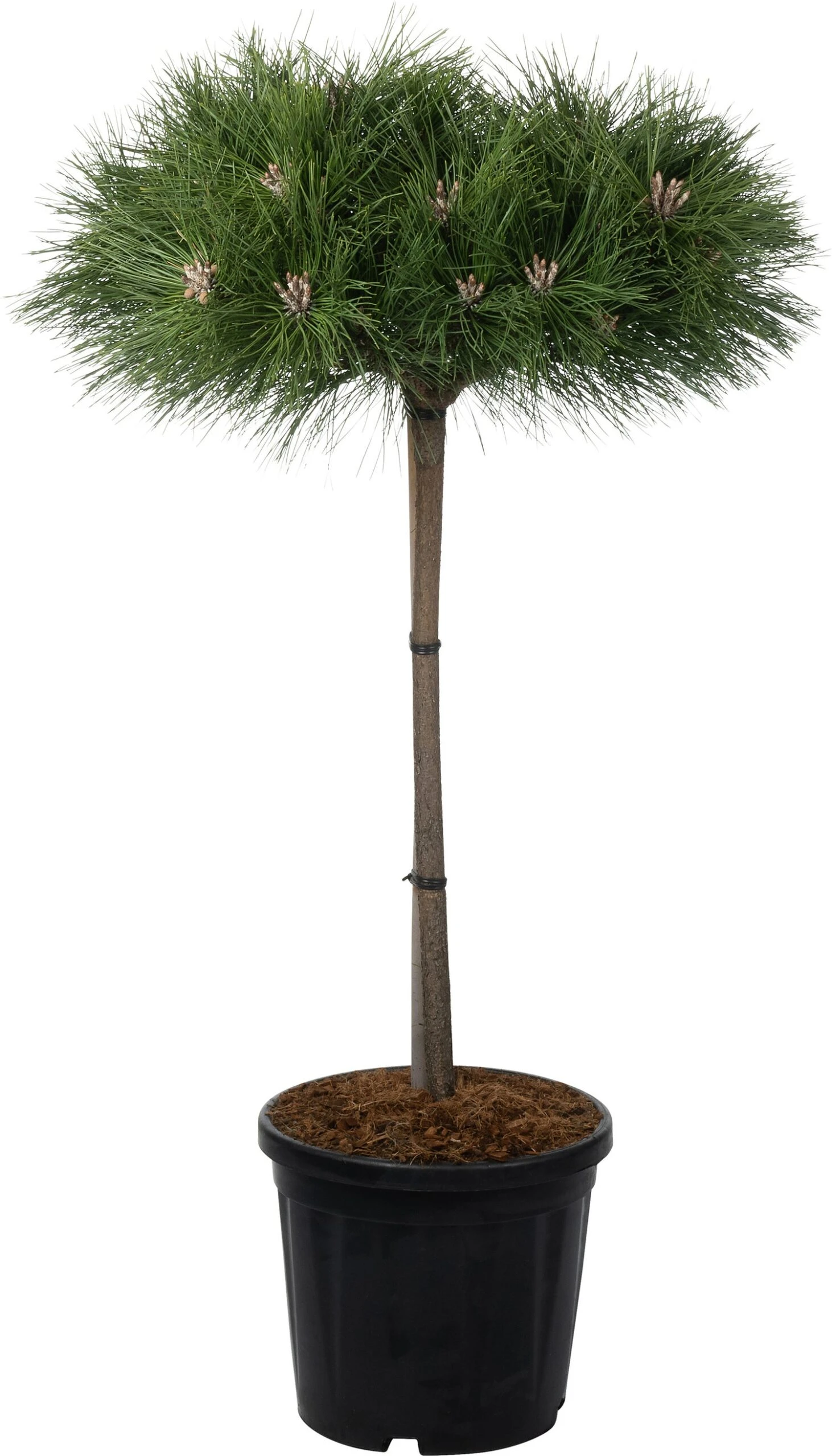 Zwarte Den (Pinus Nigra 'Brepo') D 32 H 140 Cm 1 Zwarte Den (Pinus Nigra 'Brepo') D 32 H 140 Cm