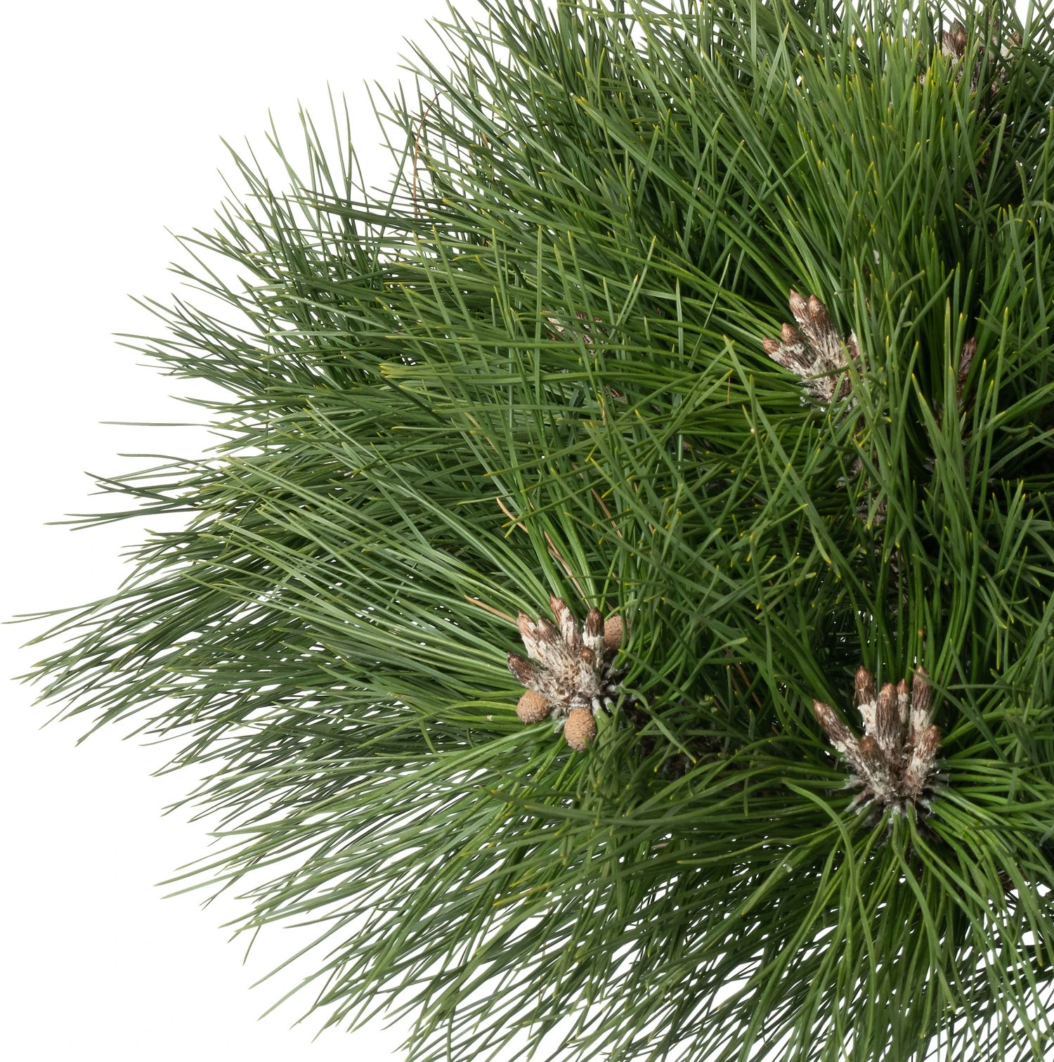 Zwarte Den (Pinus Nigra 'Brepo') D 32 H 140 Cm 2 Zwarte Den (Pinus Nigra 'Brepo') D 32 H 140 Cm - Afbeelding 2