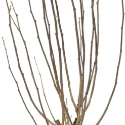 Chinese Roos (Hibiscus Syriacus 'Ardens') D 27 H 60 Cm