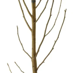 Amberboom (Liquidambar Styraciflua 'Worplesdon') D 32 H 175 Cm