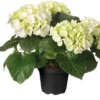 Hortensia (Hydrangea Macrophylla 'Snow White') D 30 H 80 Cm