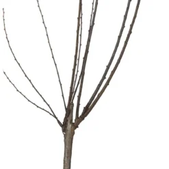 Amandelboompje (Prunus Triloba ) D 27 H 60 Cm