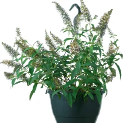 Vlinderstruik (Buddleja 'Dreaming Lavender') D 23 H 40 Cm