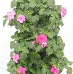 Wandhanger Met Vlijtig Liesje (Impatiens Walleriana) Roze H 50 Cm