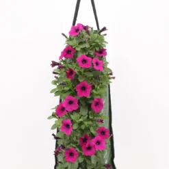 Wandhanger Met Petunia (Petunia) Roze H 50 Cm