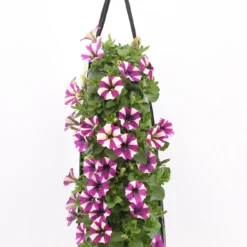Wandhanger Met Petunia (Petunia) Paars H 50 Cm