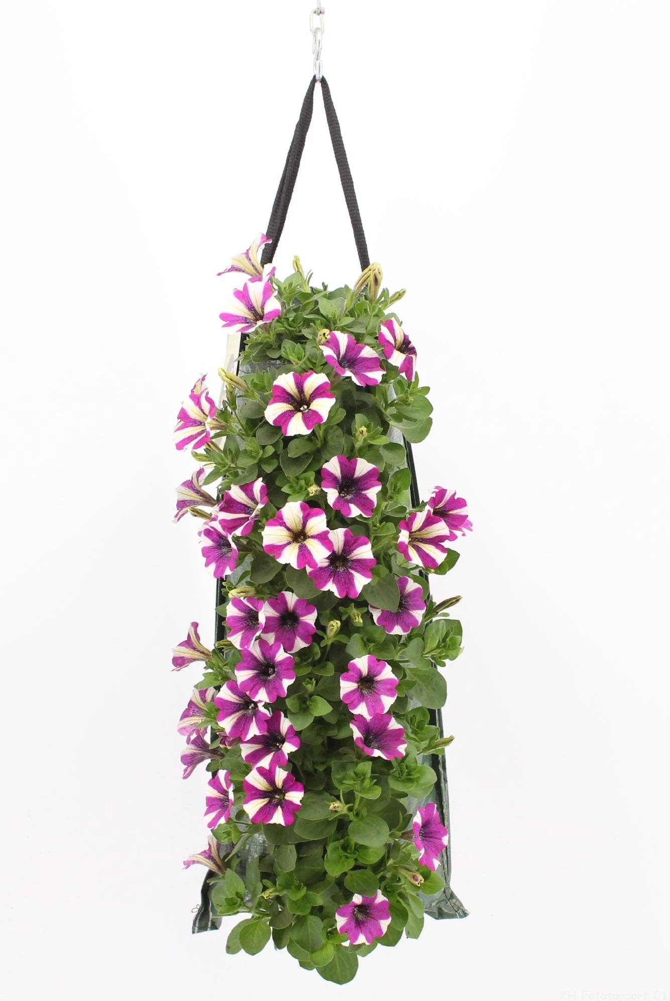 Wandhanger Met Petunia (Petunia) Paars H 50 Cm 1 Wandhanger Met Petunia (Petunia) Paars H 50 Cm