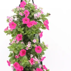 Wandhanger Met Petunia En Sutera (Petunia En Sutera) Roze H 50 Cm