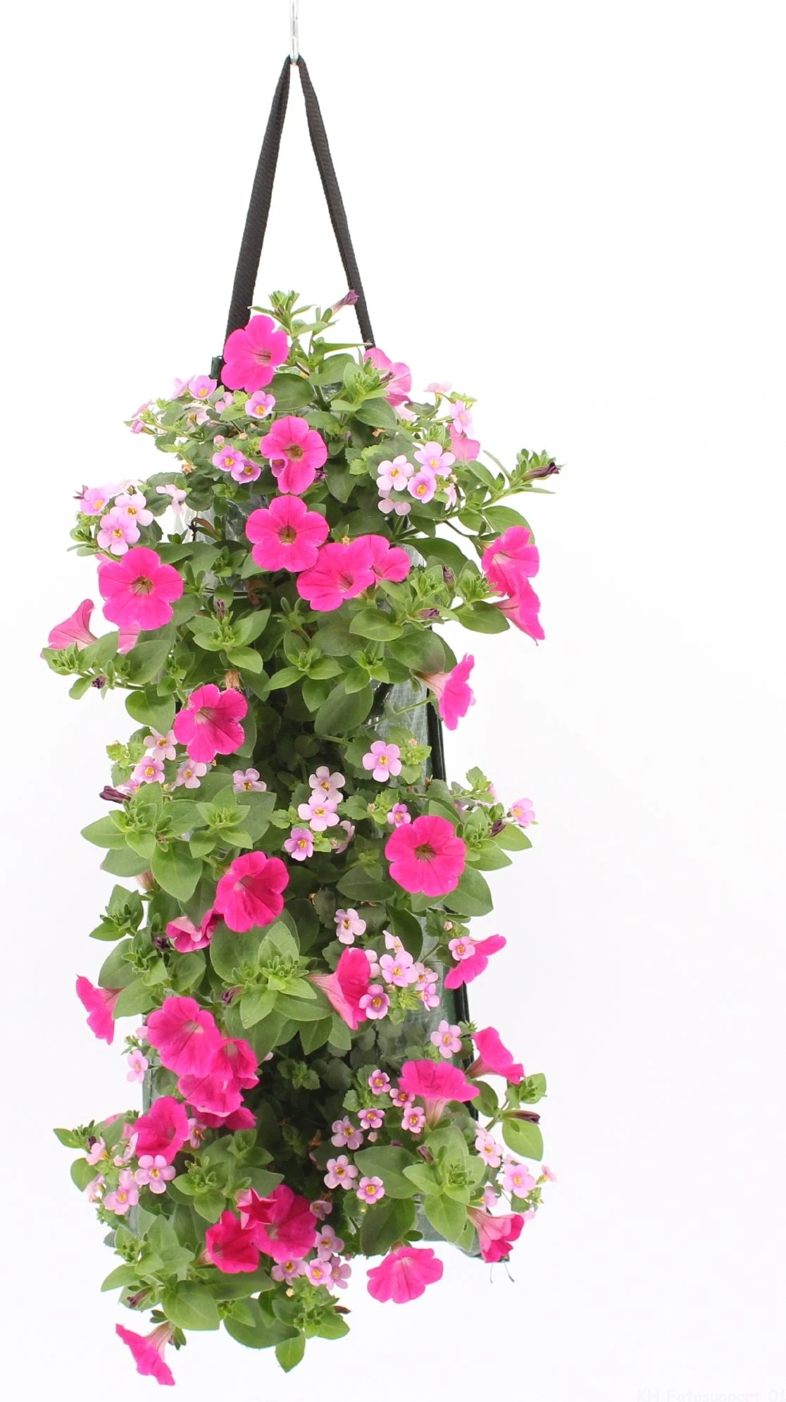 Wandhanger Met Petunia En Sutera (Petunia En Sutera) Roze H 50 Cm 1 Wandhanger Met Petunia En Sutera (Petunia En Sutera) Roze H 50 Cm