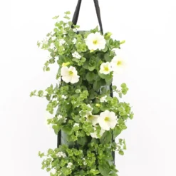 Wandhanger Met Petunia En Bacopa (Petunia En Bacopa) Wit H 50 Cm