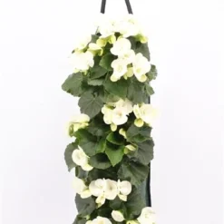 Wandhanger Met Begonia (Begonia) Wit H 50 Cm