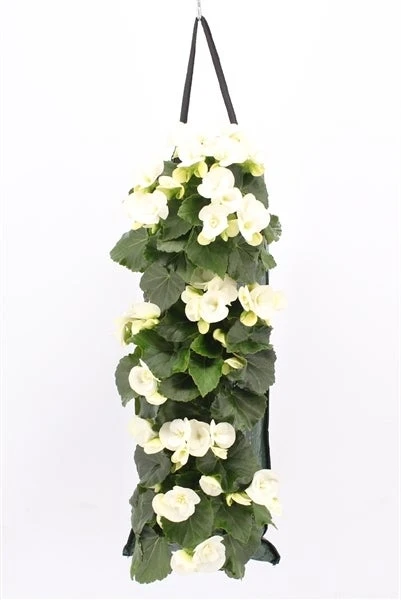 Wandhanger Met Begonia (Begonia) Wit H 50 Cm 1 Wandhanger Met Begonia (Begonia) Wit H 50 Cm