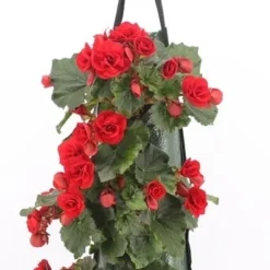 Wandhanger Met Begonia (Begonia) Rood H 50 Cm