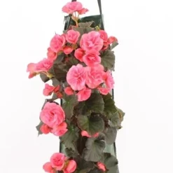 Wandhanger Met Begonia (Begonia) Roze H 50 Cm