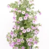 Wandhanger Met Minipetunia (Calibrachoa) Blauw H 50 Cm