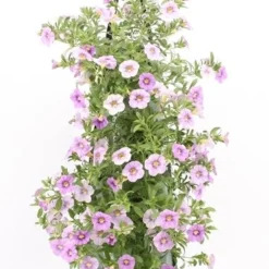 Wandhanger Met Minipetunia (Calibrachoa) Blauw H 50 Cm