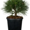 Zwarte Den (Pinus Nigra 'Brepo') D 26 H 25 Cm