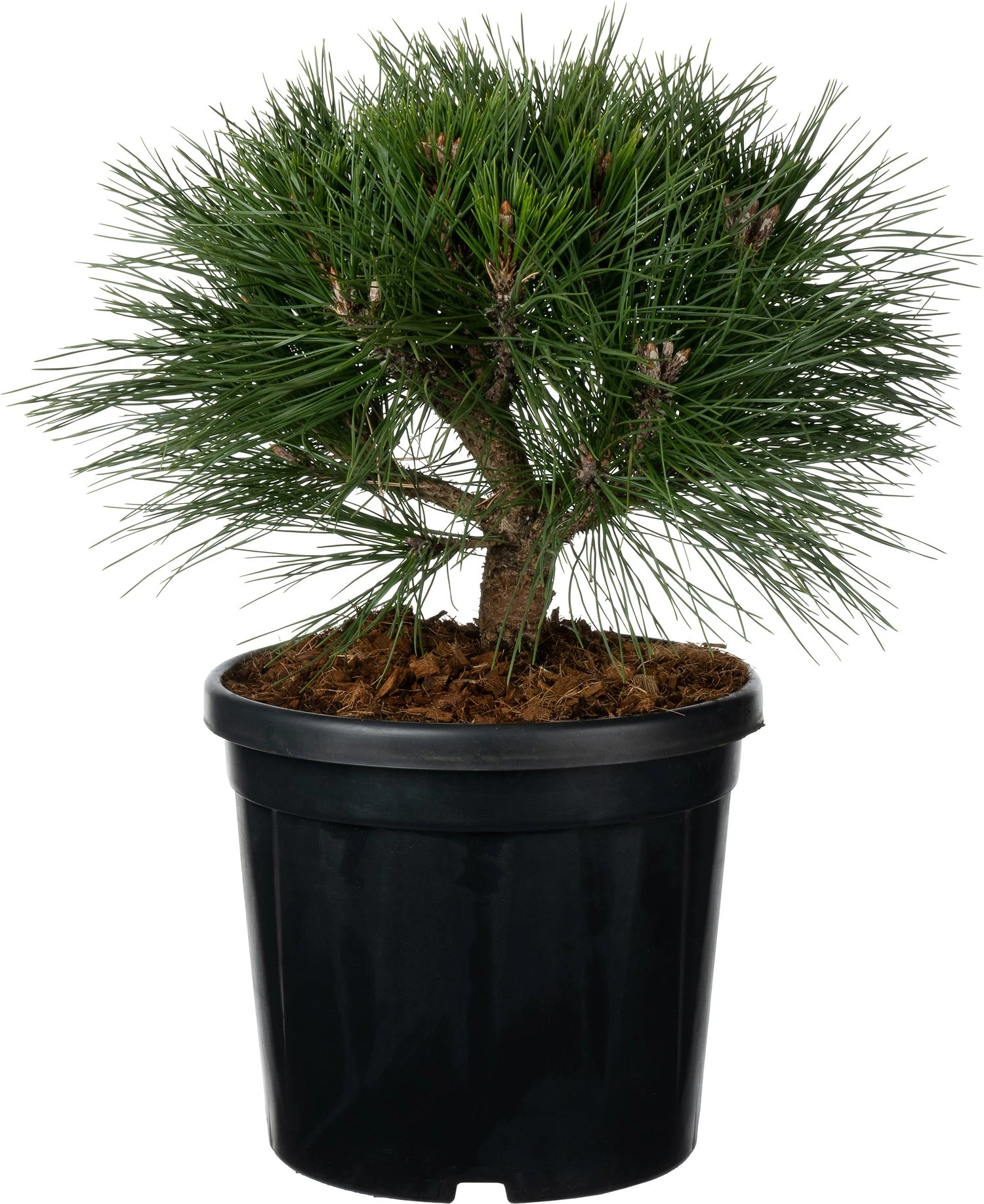 Zwarte Den (Pinus Nigra 'Brepo') D 26 H 25 Cm 1 Zwarte Den (Pinus Nigra 'Brepo') D 26 H 25 Cm