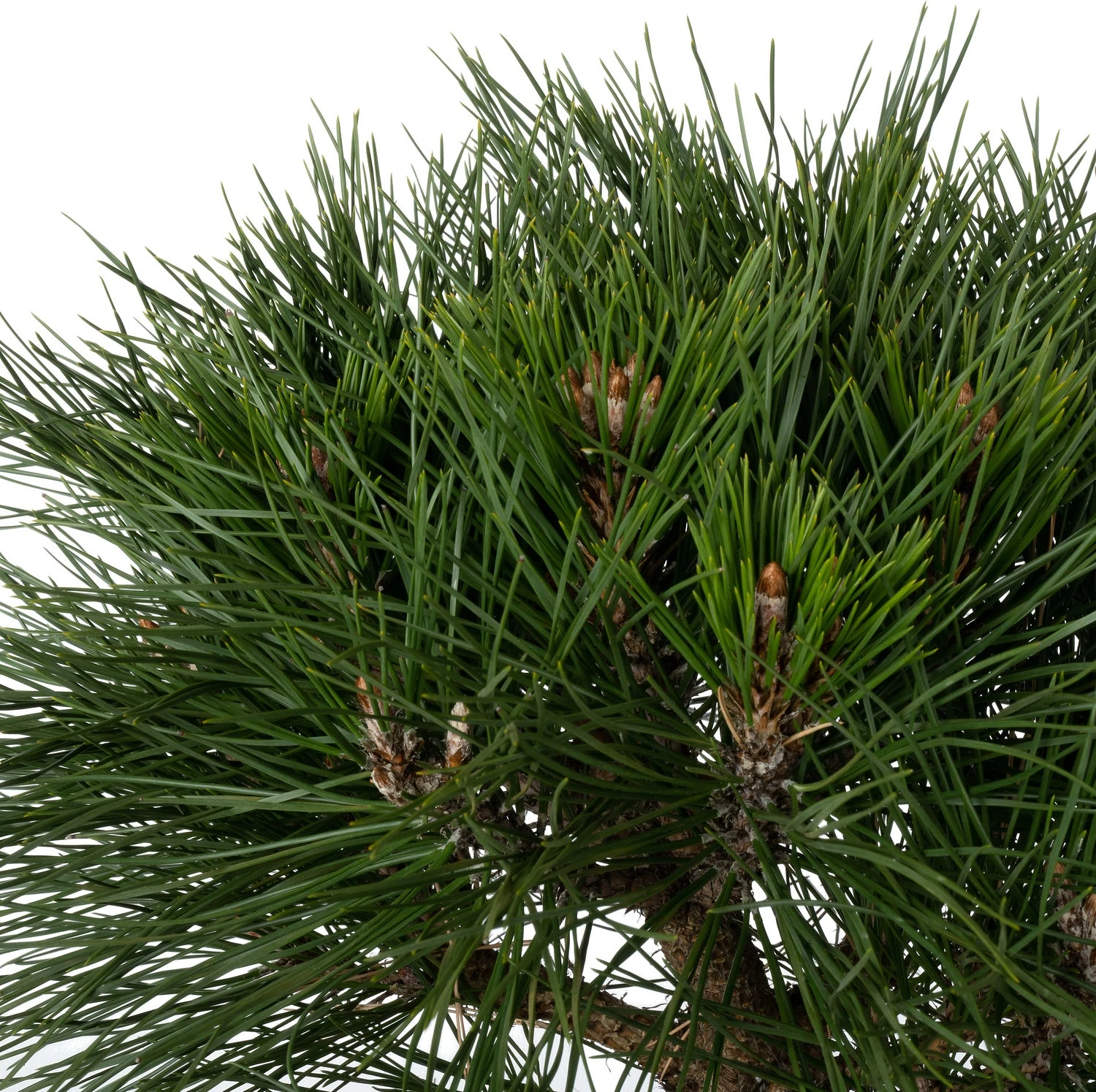 Zwarte Den (Pinus Nigra 'Brepo') D 26 H 25 Cm 2 Zwarte Den (Pinus Nigra 'Brepo') D 26 H 25 Cm - Afbeelding 2