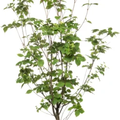 Japanse Kornoelje (Cornus Kousa 'Wieting's Select') D 24 H 80 Cm