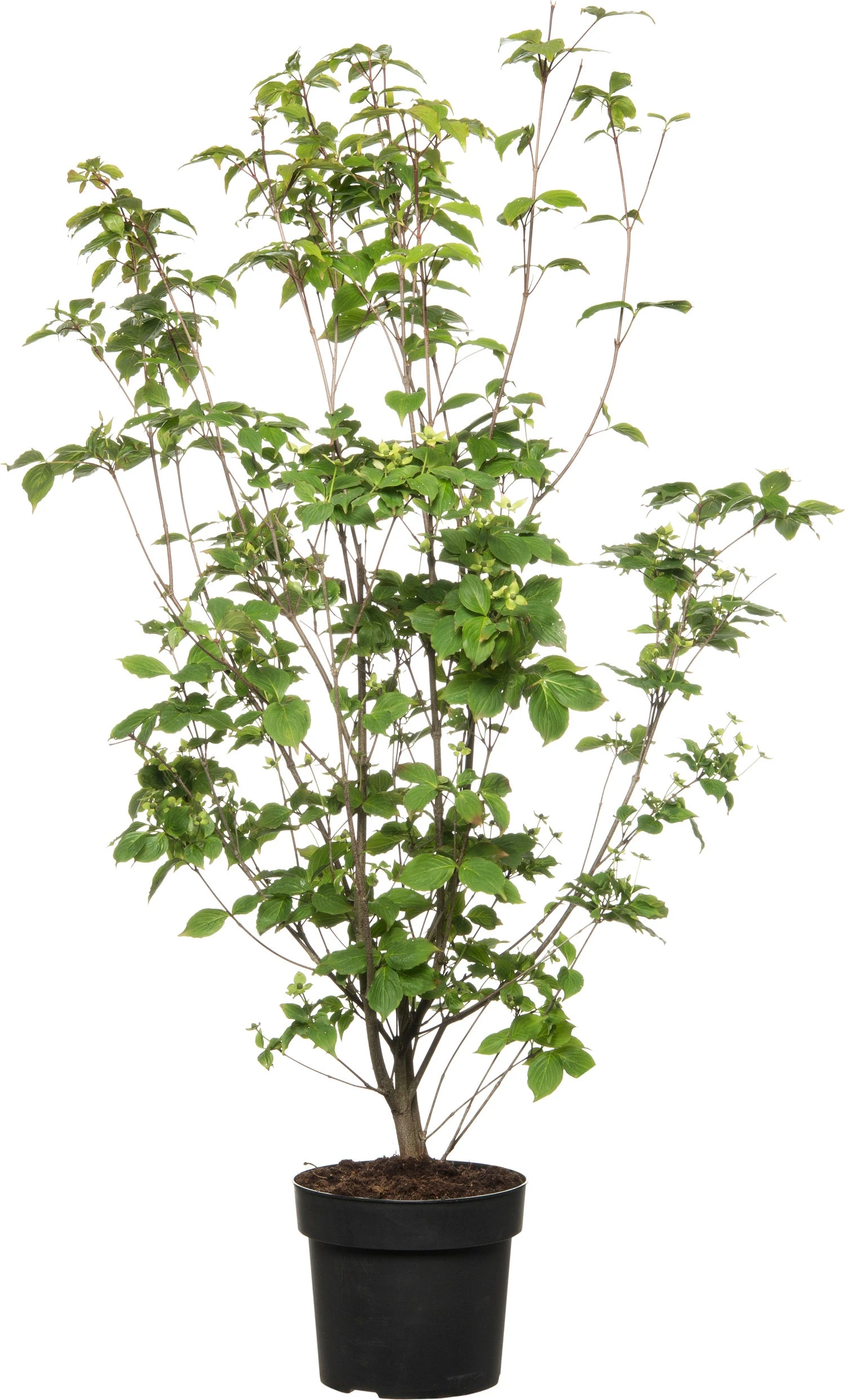Japanse Kornoelje (Cornus Kousa 'Wieting's Select') D 24 H 80 Cm 1 Japanse Kornoelje (Cornus Kousa 'Wieting's Select') D 24 H 80 Cm