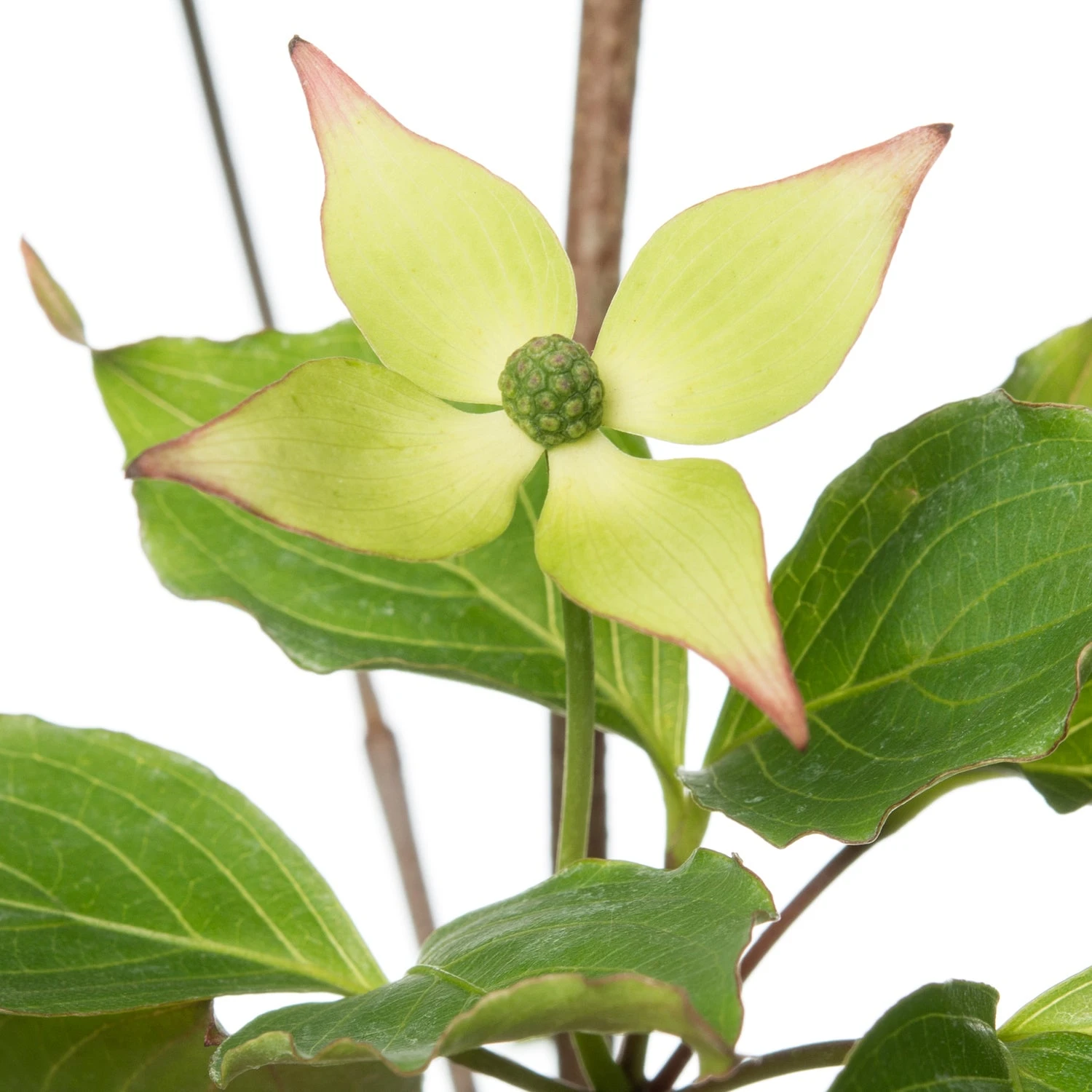 Japanse Kornoelje (Cornus Kousa 'Wieting's Select') D 24 H 80 Cm 2 Japanse Kornoelje (Cornus Kousa 'Wieting's Select') D 24 H 80 Cm - Afbeelding 2