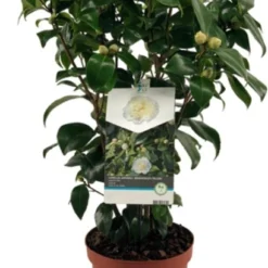 Japanse Roos (Camellia Japonica 'Brushfield's Yellow') D 19 H 55 Cm