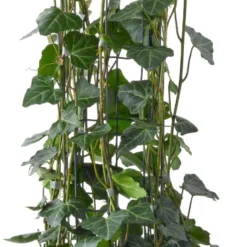 Klimop (Hedera Hibernica 'Fleura Terrazza') D 27 H 100 Cm