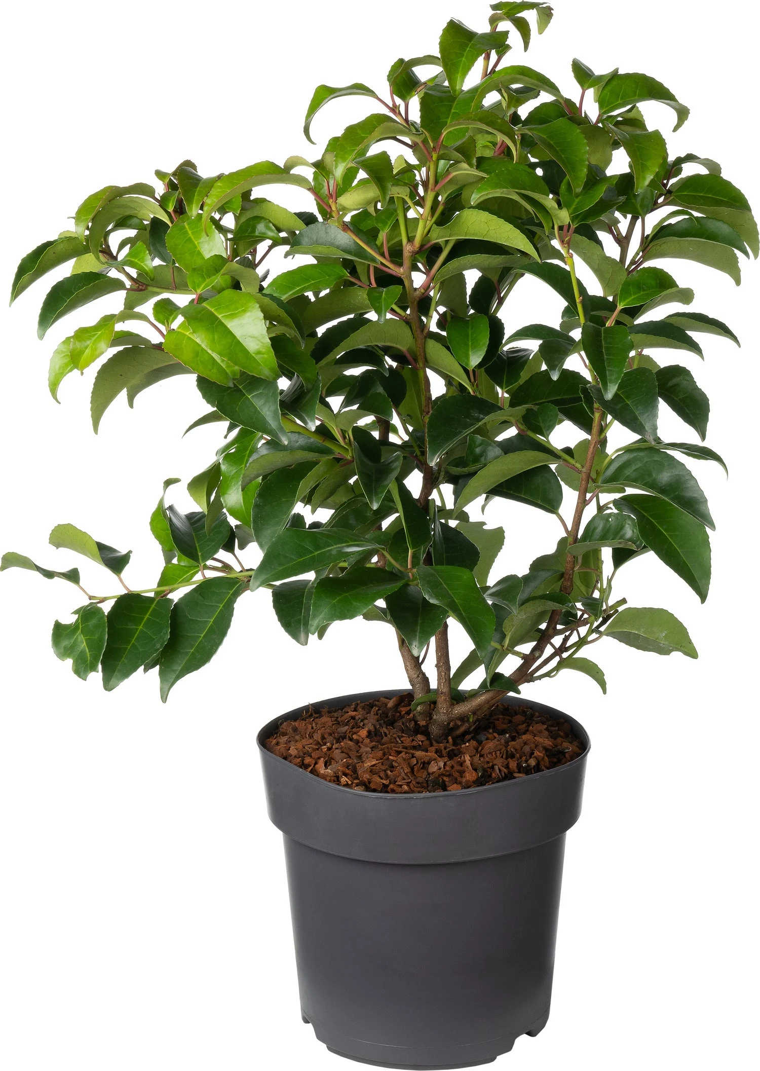 Portugese Laurier (Prunus Lusitanica 'Tico') D 21 H 50 Cm 1 Portugese Laurier (Prunus Lusitanica 'Tico') D 21 H 50 Cm