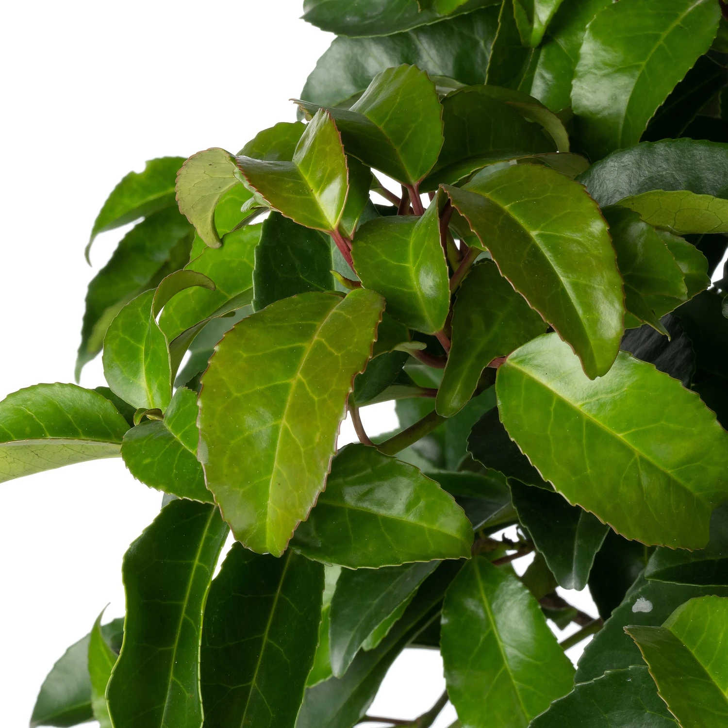 Portugese Laurier (Prunus Lusitanica 'Tico') D 21 H 50 Cm 2 Portugese Laurier (Prunus Lusitanica 'Tico') D 21 H 50 Cm - Afbeelding 2