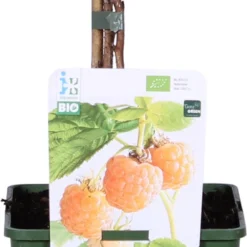 Biologische Herfst- En Zomerframboos (Rubus Idaeus 'Sugana Two-Timer® Yellow') D 19 H 60 Cm
