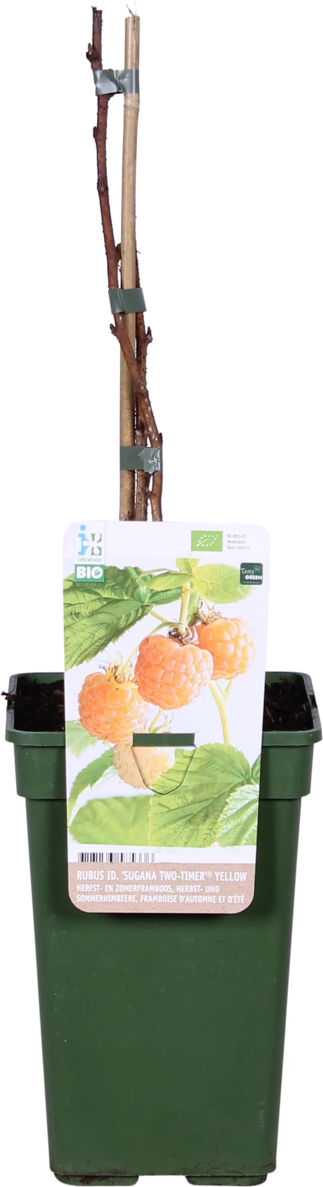 Biologische Herfst- En Zomerframboos (Rubus Idaeus 'Sugana Two-Timer® Yellow') D 19 H 60 Cm 1 Biologische Herfst- En Zomerframboos (Rubus Idaeus 'Sugana Two-Timer® Yellow') D 19 H 60 Cm