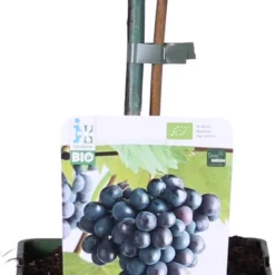 Biologische Pitloze Blauwe Druif (Vitis Vinifera 'Venus') D 19 H 60 Cm