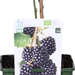 Biologische Braam (Rubus Fruticosus 'Navaho Big And Early®') D 19 H 60 Cm