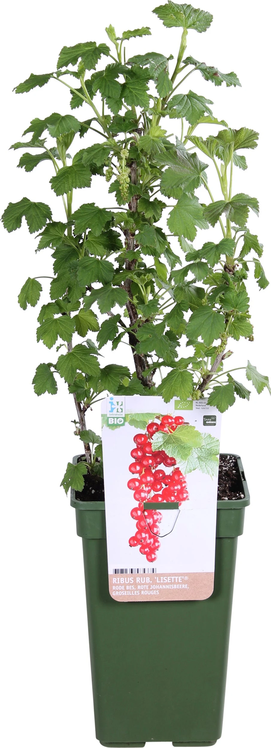 Biologische Rode Bes (Ribes Rubrum 'Lisette®') D 19 H 60 Cm 1 Biologische Rode Bes (Ribes Rubrum 'Lisette®') D 19 H 60 Cm